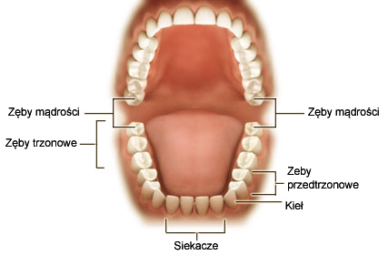 "Albus DENT" Centrum Stomatologiczne Dr. Magdalena Białecka – logo